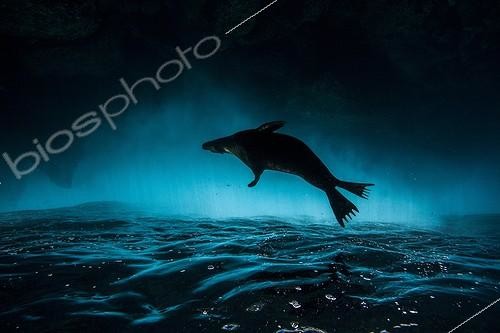 Biosphoto | 2047746 | Lion de mer des Galapagos sous les vagues - Galapagos GDT 2015 | &copy; Mike Korostelev / Biosphoto