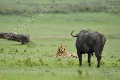 Biosphoto | 1632906 | Lion lying in front of a buffalo in the savannah Masai Mara Kenya | &copy; Patrick Kientz / Biosphoto