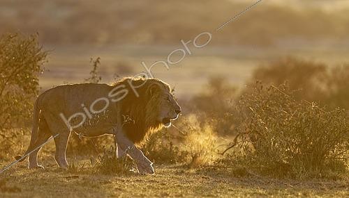 Biosphoto | 2457948 | Lion (Panthera leo) at sunrise in the grass savannah, Masai Mara Game Reserve, Kenya, Africa | &copy; Winfried Wisniewski / imageBROKER / Biosphoto