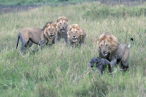 Biosphoto | 2614881 | Lion (Panthera leo) chasing a spotted hyena (Crocuta crocuta) that is bloodied, Maasai Mara savanna, Kenya. | &copy; Pierre Vernay / Biosphoto
