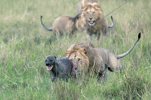 Biosphoto | 2614882 | Lion (Panthera leo) chasing a spotted hyena (Crocuta crocuta) that is bloodied, Maasai Mara savanna, Kenya. | &copy; Pierre Vernay / Biosphoto