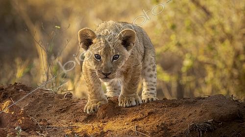 Biosphoto | 2615796 | Lion (Panthera leo), cub on the red earth of Tsavo East, Kenya. | &copy; Christophe Ravier / Biosphoto