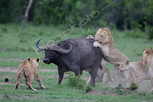 Biosphoto | 2064303 | Lion (Panthera leo) et Buffle (Syncerus caffer), attaque crépusculaire, Masaï Mara, Kenya | &copy; Stéphan Bonneau / Biosphoto