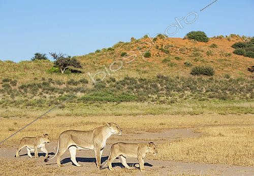 Biosphoto | 2628250 | Lion (Panthera leo). Female with cubs. Kalahari Desert, Kgalagadi Transfrontier Park, South Africa. | &copy; Thomas Dressler / Biosphoto