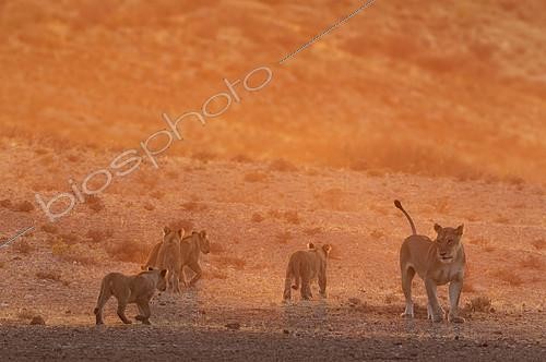 Biosphoto | 2150185 | Lion (Panthera leo). Female with four cubs in the first light of the morning. Kalahari Desert, Kgalagadi Transfrontier Park, South Africa. | &copy; Thomas Dressler / Biosphoto