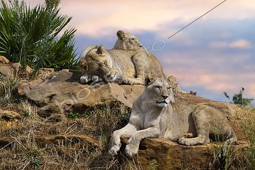 Biosphoto | 2610751 | Lion (Panthera leo) group of lionesses, South Africa | &copy; Jean-Paul Chatagnon / Biosphoto
