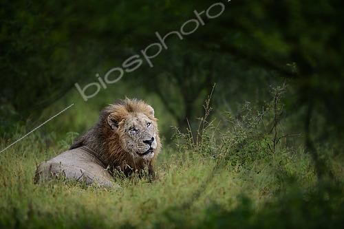 Biosphoto | 2619252 | Lion (Panthera leo) in thegreen grass, Kruger National Park, South Africa | &copy; Clément Fontaine / Biosphoto