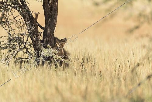 Biosphoto | 2081781 | Lion (Panthera leo) jeune lion derrière un arbre a l'ombre, Kgalagadi, Afrique du Sud | &copy; Tonino De Marco / Biosphoto