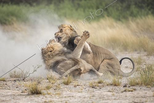 Biosphoto | 2394816 | Lion (Panthera leo) Kalahari males fighting for a female, Kgalagadi, Botswana | &copy; Didier Couvert & Muriel Moreau / Biosphoto