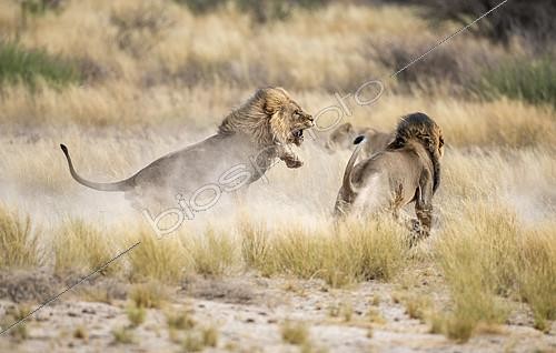 Biosphoto | 2394818 | Lion (Panthera leo) Kalahari males fighting for a female, Kgalagadi, Botswana | &copy; Didier Couvert & Muriel Moreau / Biosphoto