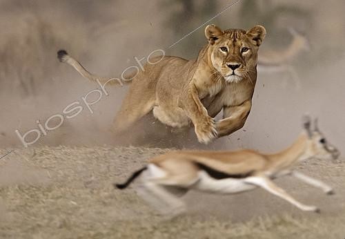 Biosphoto | 2418013 | Lion (Panthera leo), lioness chasing a Thomson's Gazelle (Gazella thomsonii) , Serengeti, Ngorongoro Conservation Area | &copy; Pierluigi Rizzato / Biosphoto