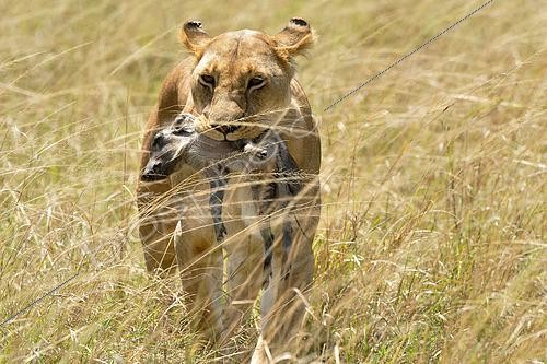 Biosphoto | 2619685 | Lion (Panthera leo) lioness holding a baby warthog (Phacochoerus) in her mouth, Masai Mara, Kenya. | &copy; Pierre Vernay / Biosphoto