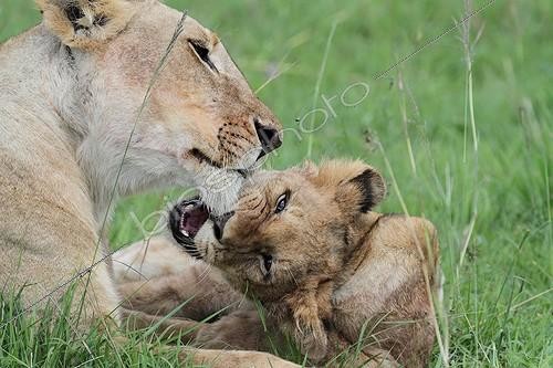 Biosphoto | 2064316 | Lion (Panthera leo), lionness and cub, Masai Mara, Kenya | &copy; Stéphan Bonneau / Biosphoto