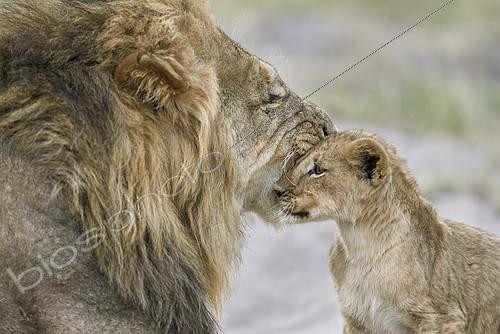 Biosphoto | 2394824 | Lion (Panthera leo) male and cub, Khwai, Botswana | &copy; Didier Couvert & Muriel Moreau / Biosphoto