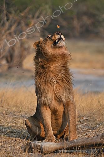 Biosphoto | 2623022 | Lion (Panthera leo) mâle et papillon. Botswana | &copy; Michel Bureau / Biosphoto