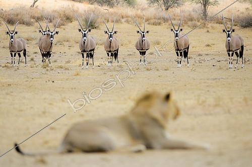 Biosphoto | 2395278 | Lion (Panthera leo) male in front of a herd of Oryx in the Kalahari Desert, South Africa | &copy; Tina Malfilatre / Biosphoto