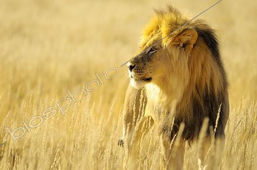 Biosphoto | 2082173 | Lion (Panthera leo) Male in the Kalahari Desert, Kgalagadi, South Africa | &copy; Tina Malfilatre / Biosphoto