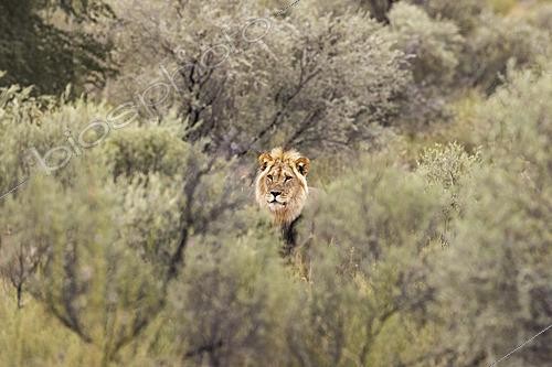 Biosphoto | 2628248 | Lion (Panthera leo). Male. Kalahari Desert, Kgalagadi Transfrontier Park, South Africa. | &copy; Thomas Dressler / Biosphoto