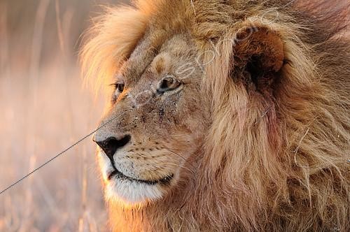 Biosphoto | 2394777 | Lion (Panthera leo) male portrait in the early morning light, Kgalagadi, South Africa | &copy; Didier Couvert & Muriel Moreau / Biosphoto