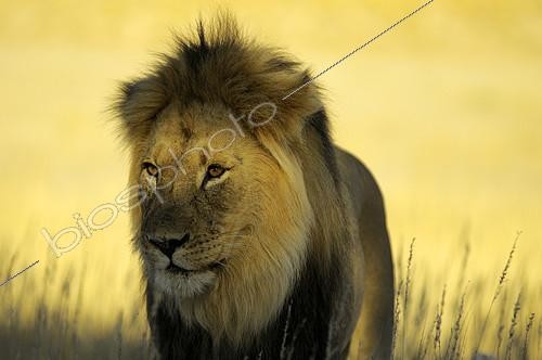 Biosphoto | 2134798 | Lion (Panthera leo) male with black mane in the desert of Kalahari during mating period at sunset. Kgalagadi, South Africa | &copy; Tina Malfilatre / Biosphoto