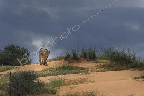 Biosphoto | 2081699 | Lion (Panthera leo) marchant sur dune de sable sous un ciel orageux, Kgalagadi, Afrique du Sud | &copy; Tonino De Marco / Biosphoto