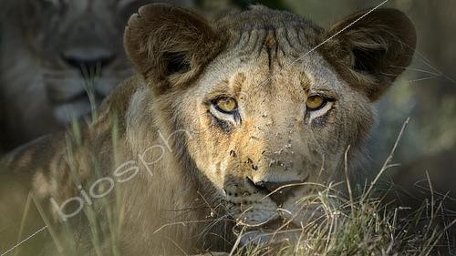 Biosphoto | 2601487 | Lion (Panthera leo), portrait de lionne dans le delta de l'Okavango. Botswana. | &copy; Roger de La Harpe / Biosphoto