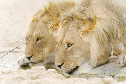 Biosphoto | 2395279 | Lion (Panthera leo) two males at the waterhole in the Kalahari Desert, South Africa | &copy; Tina Malfilatre / Biosphoto
