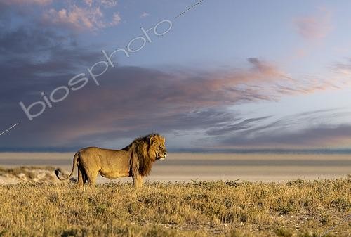 Biosphoto | 2464886 | Lion (Panthera leo), walking in the savannah, Etosha National Park, Namibia, Africa | &copy; Sylvain Cordier / Biosphoto