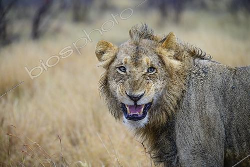 Biosphoto | 2619250 | Lion (Panthera leo) with its lips curled back, Kruger National Park, South Africa | &copy; Clément Fontaine / Biosphoto