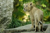 Biosphoto | 1233482 | Lionceau de Gir âgé de trois mois | &copy; Claude Thouvenin / Biosphoto