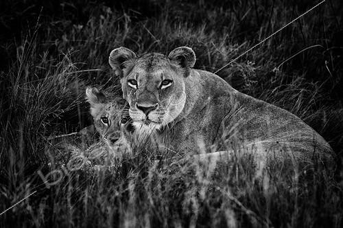Biosphoto | 2010240 | Lioness and cub in the grass - Botswana | &copy; Philippe-Alexandre Chevallier / Biosphoto