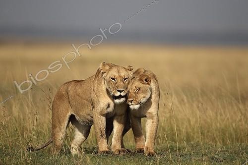 Biosphoto | 1651169 | Lioness and her daughter in the savannah Masai Mara Kenya  | &copy; Tony Crocetta / Biosphoto
