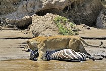Biosphoto | 1250710 | Lioness and Zebra Grant on the bank Masai Mara Kenya | &copy; Claude Balcaen / Biosphoto