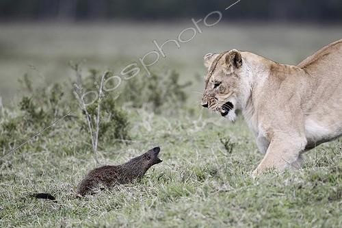 Biosphoto | 1651172 | Lioness chasing a marsh mongoose Masai Mara Kenya  | &copy; Tony Crocetta / Biosphoto