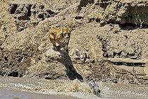 Biosphoto | 1250711 | Lioness hunting Zebra Grant on the bank Masai Mara Kenya | &copy; Claude Balcaen / Biosphoto