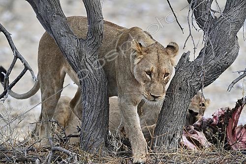 Biosphoto | 2622894 | Lioness (Panthera leo), Etosha National Park, Namibia. | &copy; Michel Bureau / Biosphoto
