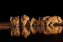 Biosphoto | 2605453 | Lioness (Panthera leo) with cubs, Drinking from a pond, Shompole wilderness, Shompole Community, Kenya, East Africa, Africa | &copy; Sylvain Cordier / Biosphoto