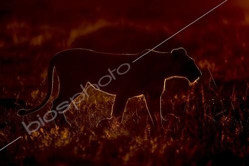 Biosphoto | 1988606 | Lioness walking at dusk - East Africa  | &copy; Tony Crocetta / Biosphoto