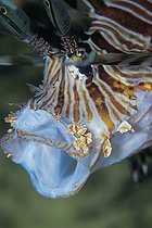 Biosphoto | 981055 | Lionfish open Mouth, Ras Mohammed, Sinai, Red Sea, Egypt | &copy; Borut Furlan / WaterFrame / Biosphoto