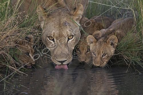 Biosphoto | 2610944 | Lionne africaine (Panthera leo) avec ses petits en train de boire à un point d'eau, Delta de l'Okavango, Botswana. | &copy; Marion Vollborn / imageBROKER / Biosphoto