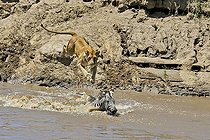 Biosphoto | 1250712 | Lionne chassant un Zèbre de Grant de la berge Masaï Mara | &copy; Claude Balcaen / Biosphoto