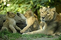 Biosphoto | 1233483 | Lionne et Lionceaux d'Asie âgés de quatre mois | &copy; Claude Thouvenin / Biosphoto