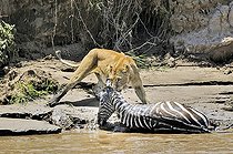 Biosphoto | 1250708 | Lionne et Zèbre de Grant sur la berge Masaï Mara Kenya | &copy; Claude Balcaen / Biosphoto