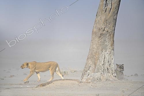 Biosphoto | 2623090 | Lionnes (Panthera leo) dans la brume. Désert du Kalahari. Botswana | &copy; Michel Bureau / Biosphoto