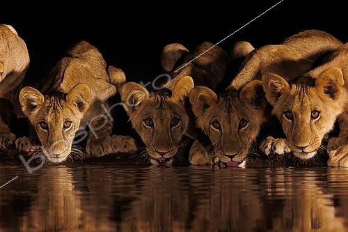 Biosphoto | 2605452 | Lionnes (Panthera leo) et lionceaux, buvant dans une mare, Shompole wilderness, Shompole Community, Kenya | &copy; Sylvain Cordier / Biosphoto