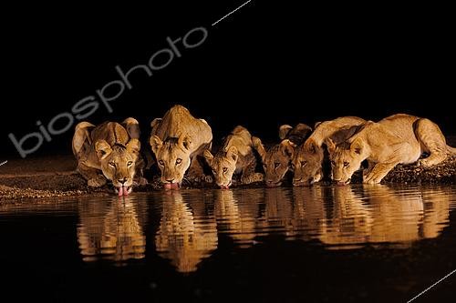 Biosphoto | 2605453 | Lionnes (Panthera leo) et lionceaux, buvant dans une mare, Shompole wilderness, Shompole Community, Kenya | &copy; Sylvain Cordier / Biosphoto
