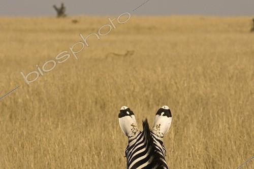 Biosphoto | 700251 | Lionness hunting a zebra Masai Mara Kenya | &copy; Tony Crocetta / Biosphoto