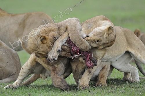 Biosphoto | 1632896 | Lions fighting over a Warthog Masai Mara Kenya | &copy; Patrick Kientz / Biosphoto