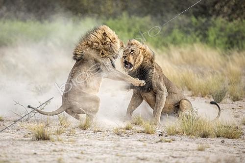 Biosphoto | 2394817 | Lions (Panthera leo) mâles du Kalahari se battant pour une femelle, Kgalagadi, Botswana. Image primée au Festival de Montier-en-Der 2018 - Prix séquences images fixes | &copy; Didier Couvert & Muriel Moreau / Biosphoto