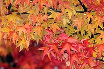 Biosphoto | 1480246 | Liquidambar leaves in autumn Franche-Comté France | &copy; Dominique Delfino / Biosphoto